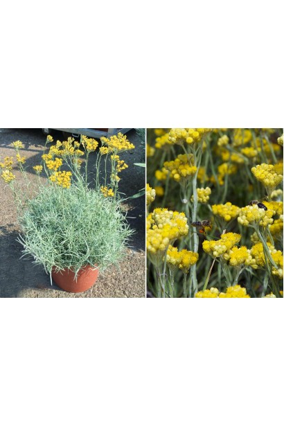 Helichrysum arenarium Tall Curry